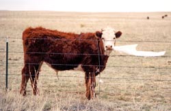 Cow eating plastic
