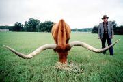 Watusi Reference - Watusi Steer - Photo Number: 2020_29.jpg