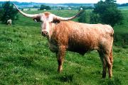 2104_22_s.jpg - Hard Hat - Trained Riding Steer