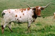 2105_8_s.jpg - Phenome Not