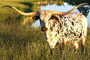 Texas Longhorn Reference_Cow - Shadow Jubilee - Photo Number: Shadow_Jubilee.jpg