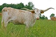 Texas Longhorn Reference_Cow - JuJu - Photo Number: T_2271.jpg