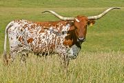 Texas Longhorn Reference_Cow - Paprika - Photo Number: T_3083.jpg