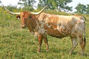 Texas Longhorn Reference_Cow - Lead The Field - Photo Number: T_5592.jpg