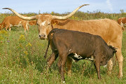 Texas Longhorn Reference_Cow - Shadow Thorn - Photo Number: T_5891.jpg