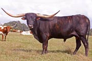 T_6267_s.jpg - Jamakizm