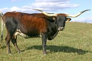 Texas Longhorn Reference_Cow - Unsweetened - Photo Number: T_6579.jpg