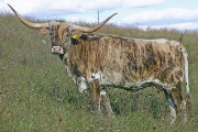 Texas Longhorn Reference_Cow - Victory Ahead - Photo Number: T_6600.jpg