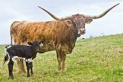 Texas Longhorn Reference_Cow - Unsuspected - Photo Number: U_0839.jpg