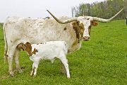 Texas Longhorn Reference_Cow - Wizard Struck - Photo Number: U_1315.jpg