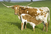 Texas Longhorn Reference_Cow - Dancer - Photo Number: U_1548.jpg