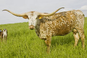 Texas Longhorn Reference_Cow - Jester - Photo Number: U_1694.jpg