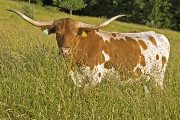 Texas Longhorn Reference_Cow - Win Jubilee - Photo Number: U_3020.jpg