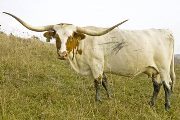 Texas Longhorn Reference_Cow - Shad Theme - Photo Number: U_5527.jpg