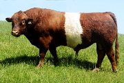 BueLingo Reference_Sire - Cycle Progress - Photo Number: cycle_progress.jpg