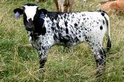 p_1944_s.jpg - Shabby Vision x Coal Smoke - 2004 Heifer