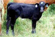 p_1946_s.jpg - Cactus Rose x Coal Smoke - 2004 Heifer