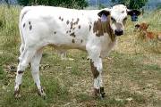 p_1948_s.jpg - Gleaming Gun x Coal Smoke - 2004 Bull
