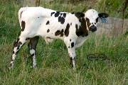 p_2488_s.jpg - Lethal Coe x Coal Smoke - 2004 Bull