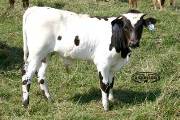 p_2547_s.jpg - Haunani x Coal Smoke - 2004 Bull