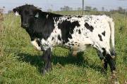 p_4233_s.jpg - Right Fielder x Coal Smoke - 2004 Bull