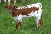 r_1300_s.jpg - Special Blend x Over Kill - 2005 Heifer