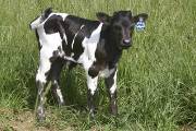 r_1797_s.jpg - Sassy Brassy x Coal Smoke - 2005 Bull