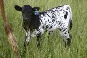 r_1823_s.jpg - Shadow Of Rose x Over Kill - 2005 Heifer