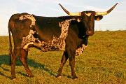 r_4760_s.jpg - High Quill