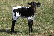 r_775_s.jpg - Bait & Switch x Over Head - 2005 Heifer