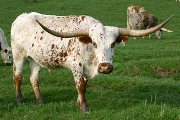 s_1079_s.jpg - Zhimost x Highway Man - 2002 Steer