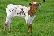 s_1261_s.jpg - Samsara x Over Kill - 2006 Heifer