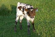 s_1455_s.jpg - Senachoo x Over Kill - 2006 Bull