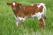 s_1523_s.jpg - Win Jubilee x Over Kill - 2006 Bull
