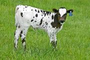 s_1532_s.jpg - Smoky Vision x Over Kill - 2006 Heifer