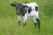 s_1540_s.jpg - Over Shadowed x Over Kill - 2006 Bull