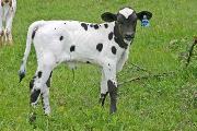 s_1565_s.jpg - Gunna Zip x Over Kill - 2006 Heifer