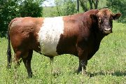 BueLingo Reference_Sire - Yard of Fun - Photo Number: s_2015.jpg