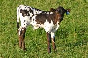 s_2248_s.jpg - Blaze of Glory x Over Kill - 2006 Bull