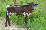 s_2413_s.jpg - Win Sequoia x Over Kill - 2006 Bull