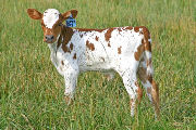 s_2570_s.jpg - Super Sky x Over Kill - 2006 Calf