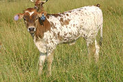 s_2715_s.jpg - Victory Ahead x Over Kill - 2006 Bull