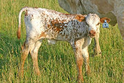 s_2742_s.jpg - Finesse x Over Kill - 2006 Bull