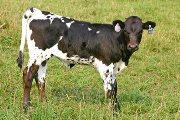 s_3013_s.jpg - Field Dandy x Over Head - 2006 Heifer