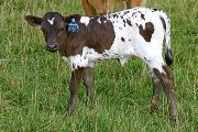s_3019_s.jpg - Dixie Sensor x Over Kill - 2006 Heifer