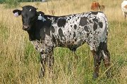 s_3278_s.jpg - Glitzy Goose x Over Kill - 2006 Bull
