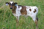 s_3311_s.jpg - Shania x Overkill - 2006 Heifer
