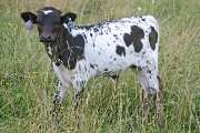 s_3315_s.jpg - Senachoo x Over Kill - 2006 Bull