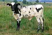 s_3325_s.jpg - Do Over x Over Kill - 2006 Heifer