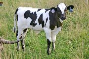 s_3327_s.jpg - Savvy Blend x Over Kill - 2006 Bull